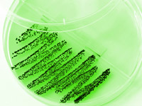Petri dish highlighting cleaning supplies to combat MRSA